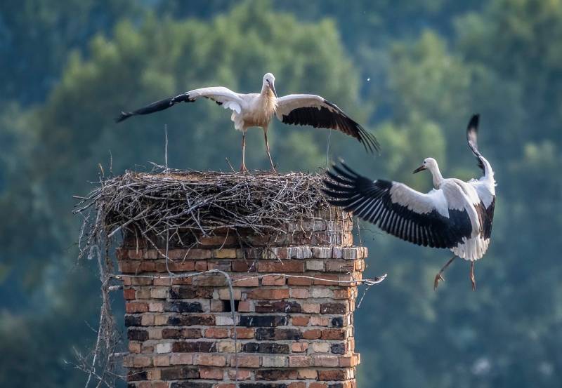 Expert Chimney Animal Removal in Lake Park, FL Professional Chimney Animal Removal Services in Lake Park, Florida